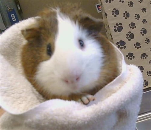 A928004 - Guinea Pig available for adoption