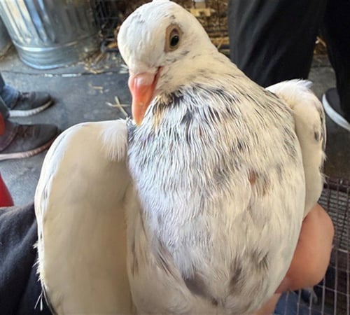 *PEONY - Pigeon available for adoption