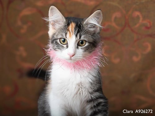 CLARA - Domestic Medium Hair for adoption in Elk Grove