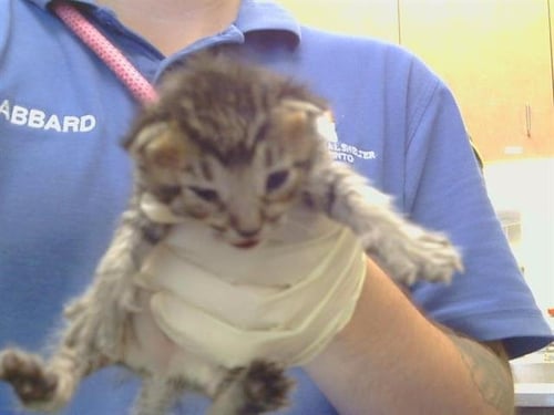 A924820 - Domestic Short Hair available for adoption