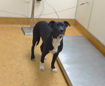 *LUCAS - Border Collie available for adoption