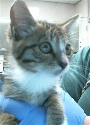 A927883 - Domestic Short Hair available for adoption