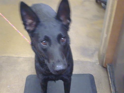 A926907 - German Shepherd Dog available for adoption