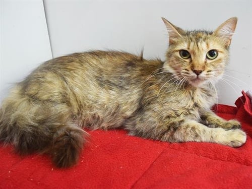 *ANDALUSIA - Domestic Medium Hair available for adoption