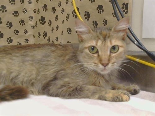 *ANDALUSIA - Domestic Medium Hair available for adoption