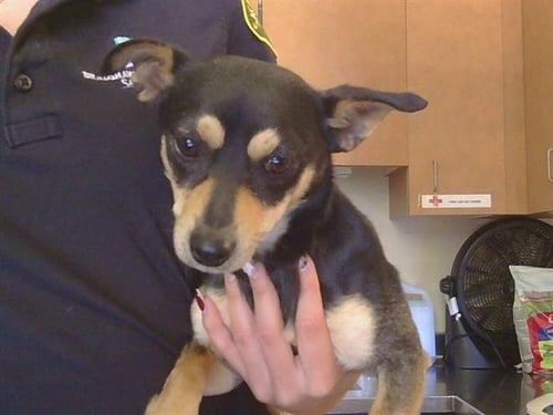 *MARVIN - Chihuahua available for adoption