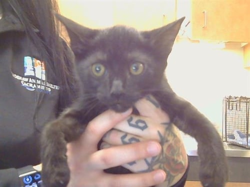*JESARA - Domestic Short Hair available for adoption