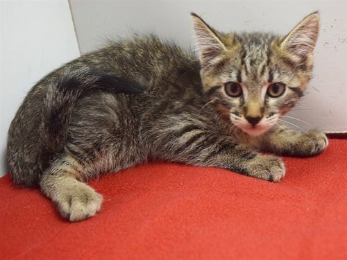 *OSKAR - Domestic Short Hair available for adoption