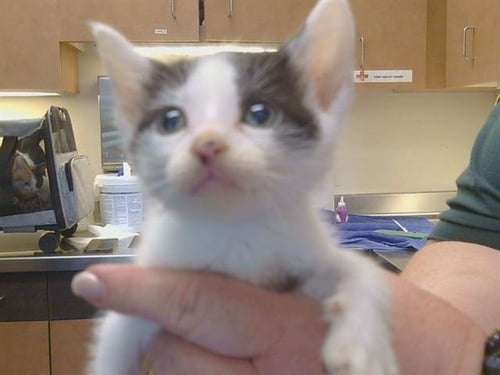 JACK BLACK - Domestic Short Hair available for adoption