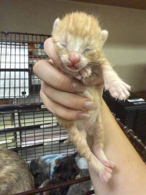 A921951 - Domestic Short Hair available for adoption
