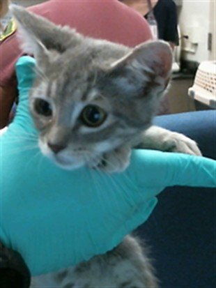 *BOOKA - Domestic Medium Hair available for adoption