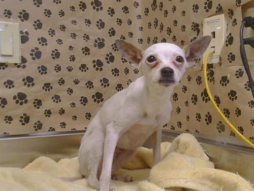A926500 - Chihuahua available for adoption