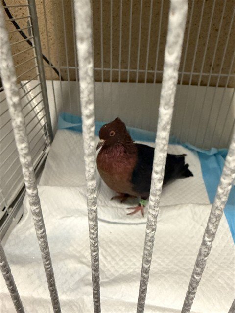 A929884 - Pigeon available for adoption