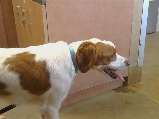 CYRUS - French Brittany available for adoption