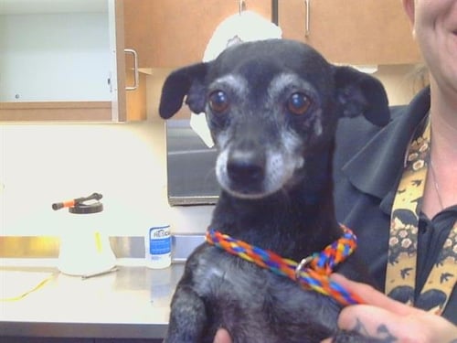 A926575 - Chihuahua available for adoption