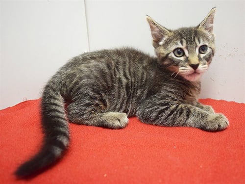 *RAMON - Domestic Short Hair available for adoption