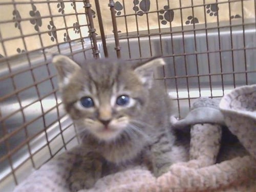 A926502 - Domestic Short Hair available for adoption