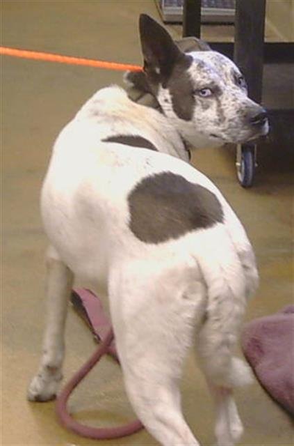 SERGIO - Australian Cattle Dog/Blue Heeler available for adoption