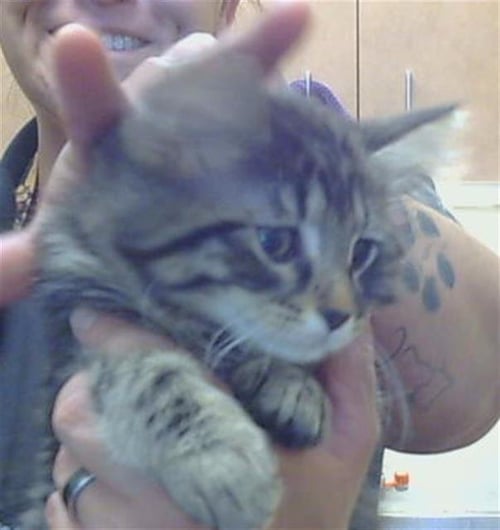 A919698 - Domestic Medium Hair available for adoption