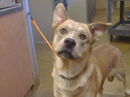 A924948 - Siberian Husky available for adoption