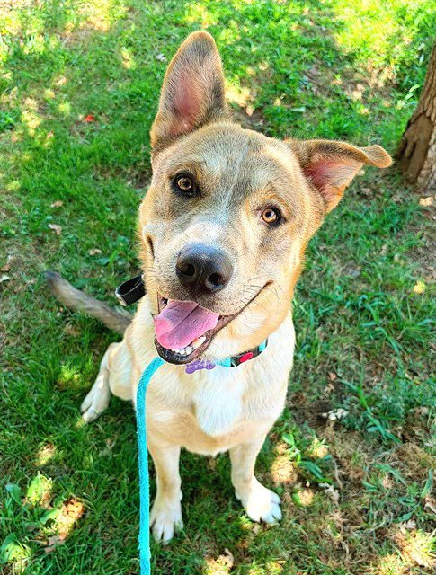*BLADE - Siberian Husky available for adoption