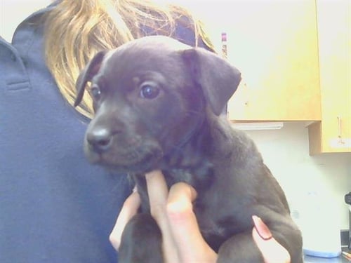 *DEWDROP DAZZLE - Pit Bull Terrier for adoption in Roseville