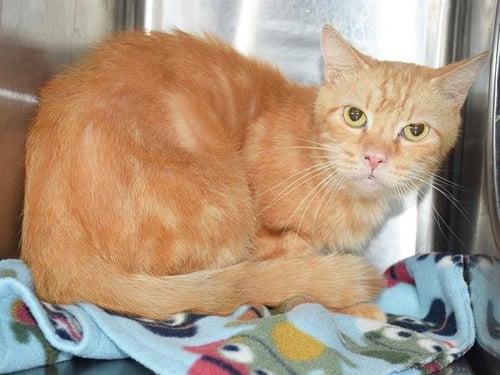 *KEEGAN (BARN CAT) - Domestic Short Hair available for adoption