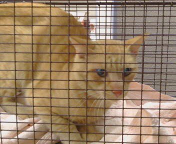 A926218 - Domestic Short Hair available for adoption