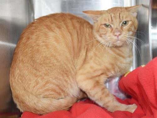 *GARFIELD (BARN CAT) - Domestic Short Hair available for adoption