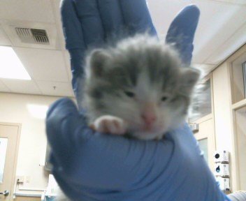 A921313 - Domestic Short Hair available for adoption
