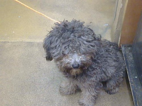A924594 - Poodle (Miniature) available for adoption