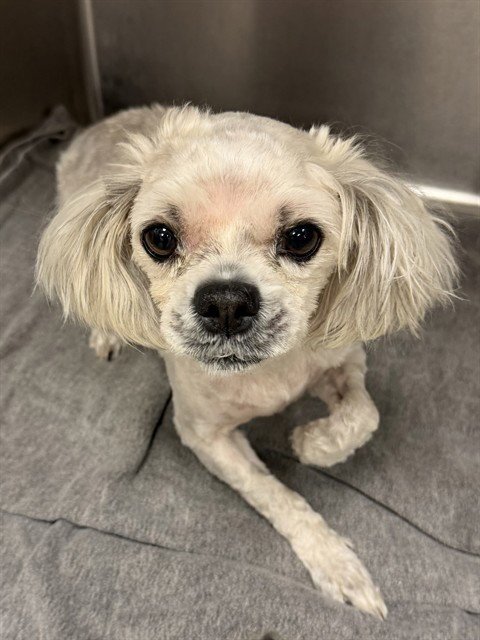 *ROSIE - Maltese available for adoption
