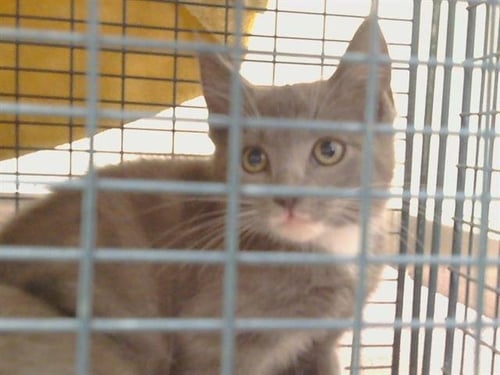 A929344 - Domestic Short Hair available for adoption
