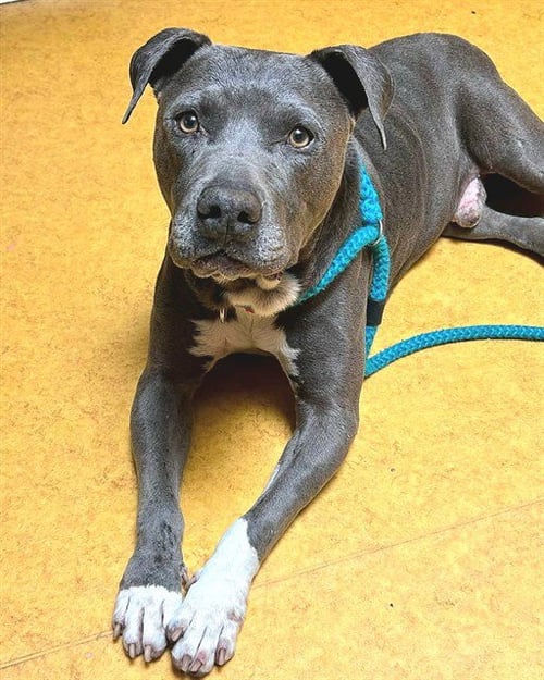 *BOONE - Pit Bull Terrier available for adoption