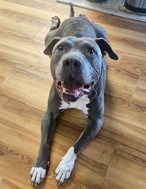 *BOONE - Pit Bull Terrier available for adoption