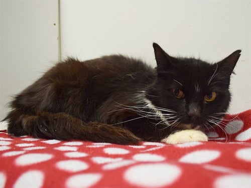 *NETTIE - Domestic Medium Hair for adoption in Sacramento