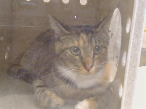 *BONITA - Domestic Short Hair for adoption in Roseville