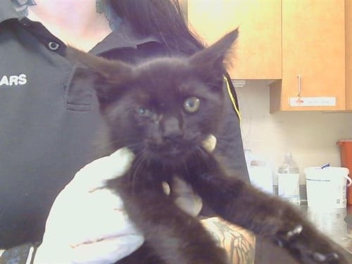 *MATHEW - Domestic Short Hair available for adoption