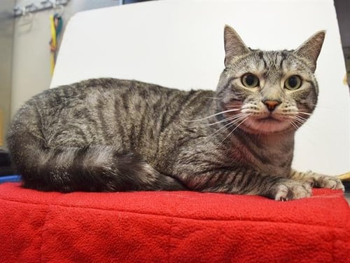 CANOLI - Domestic Short Hair available for adoption