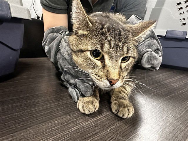 OLIVER - Domestic Short Hair available for adoption