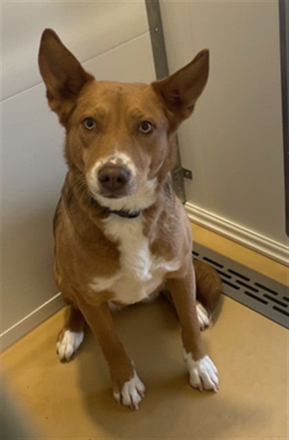 KEWI - Australian Kelpie available for adoption