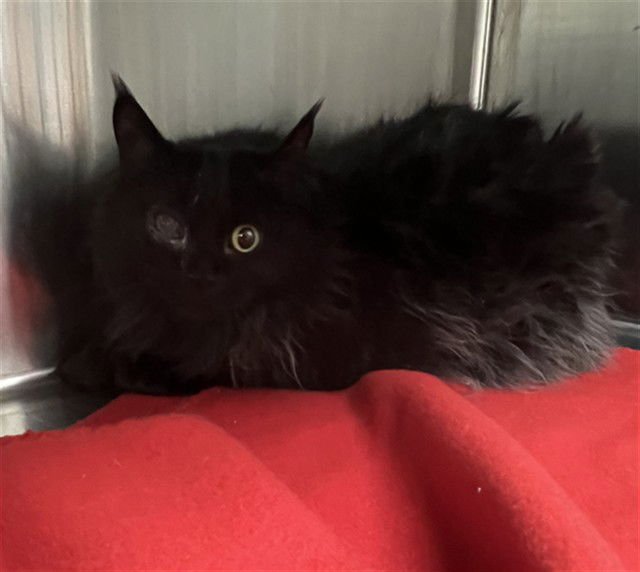 ETTA - Domestic Long Hair available for adoption