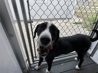 BULLWINKLE - Photo 1