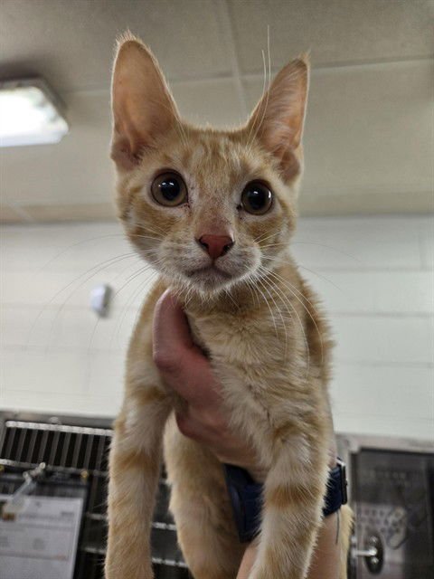 HUEY - Domestic Short Hair available for adoption