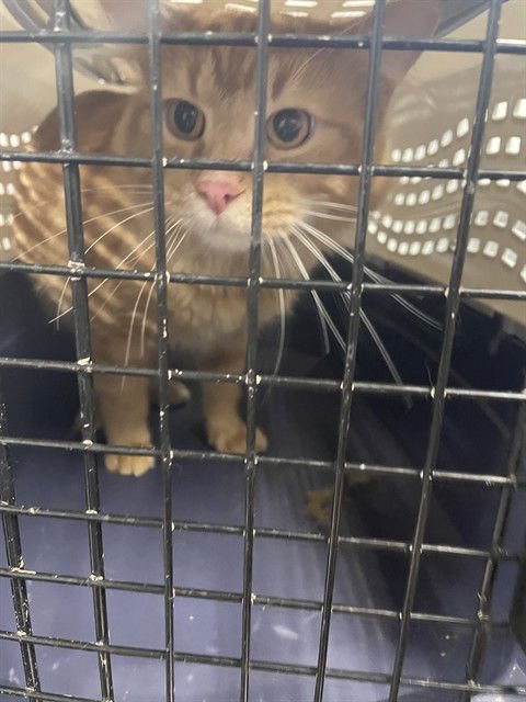 GARFIELD - Domestic Medium Hair available for adoption