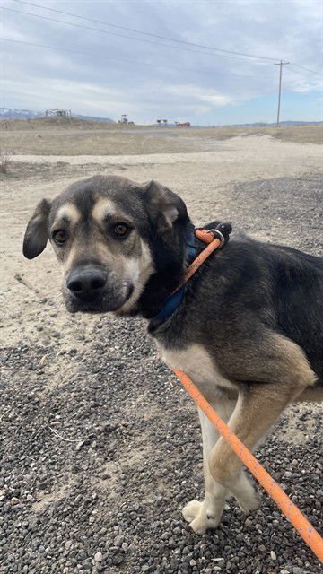 TAZ - German Shepherd Dog available for adoption