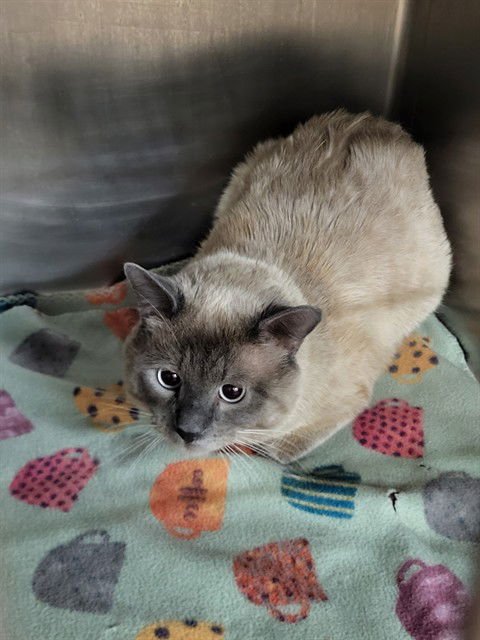 THANATOS - Domestic Short Hair available for adoption