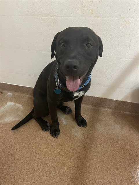 MR. PIBBLES Image