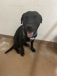 MR. PIBBLES - Photo 1
