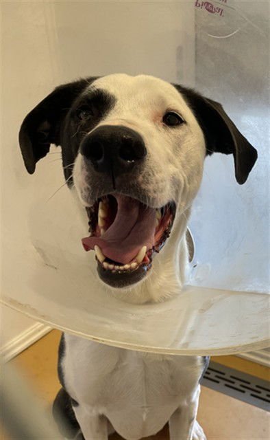 ARIES - Border Collie / Plott Hound available for adoption